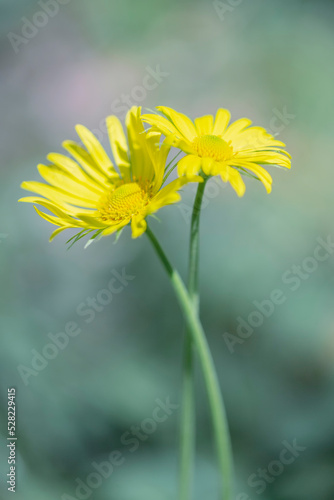 a beautiful herbaceous plant found in nature.yellow doranicum close up