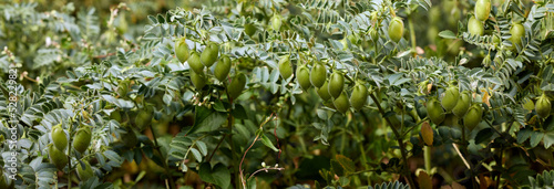 Chickpea bush. Chickpeas ripening in the field