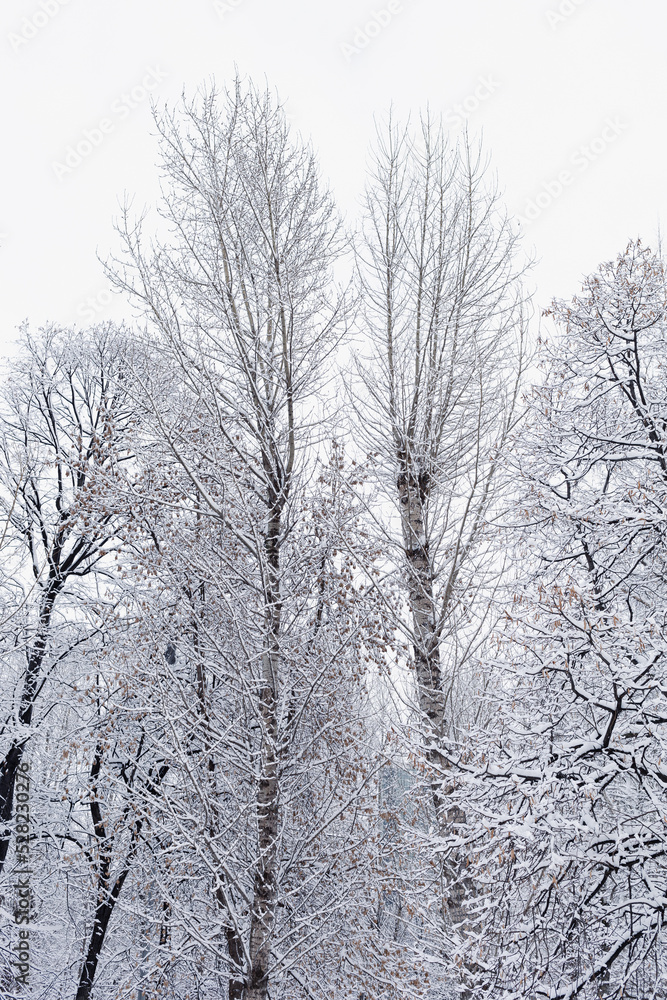 Trees covered with snow in winter forest. Winter landscape after snowfall