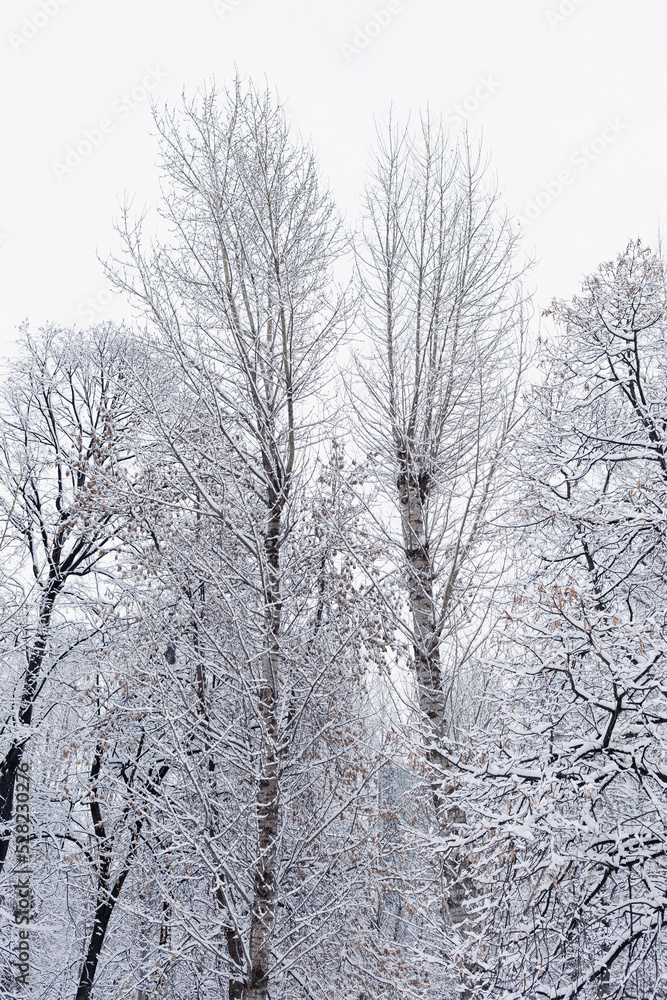 Trees covered with snow in winter forest. Winter landscape after snowfall Trees covered with snow in winter forest. Winter landscape after snowfall