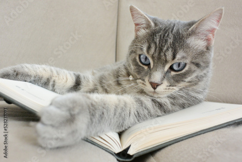 The cute kitten plays with a diary book