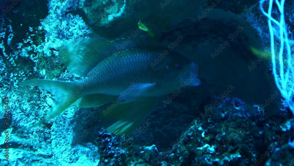 Un pez azul y amarillo bostezando en el fondo de un acuario. Un pez azul y amarillo bostezando en el fondo de un acuario.
