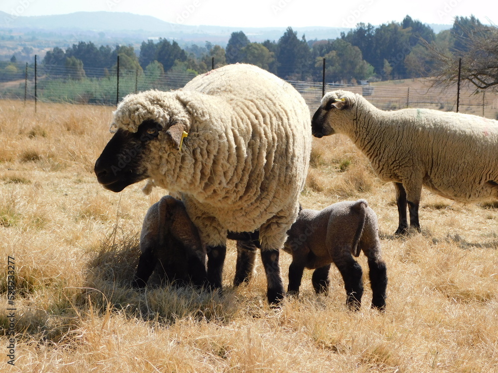 A Hampshire Down Ewe sheep standing in a golden, winter's grass field landscape with a lamb on each side drinking from her A Hampshire Down Ewe sheep standing in a golden, winter's grass field landscape with a lamb on each side drinking from her