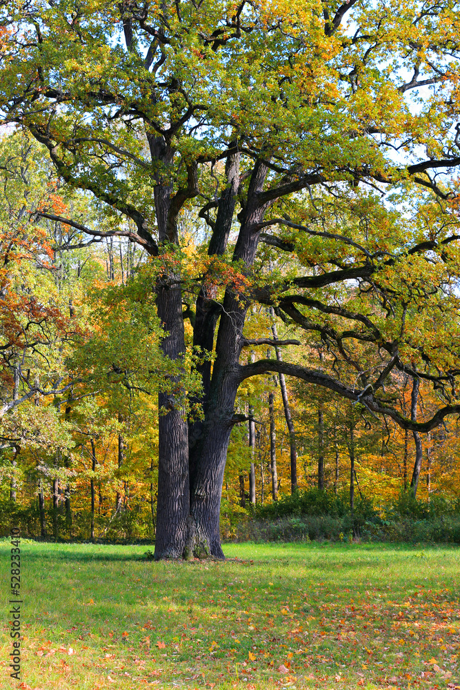 Fototapeta premium oak tree in park