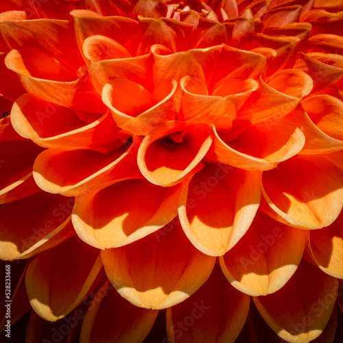 orange closed up flower