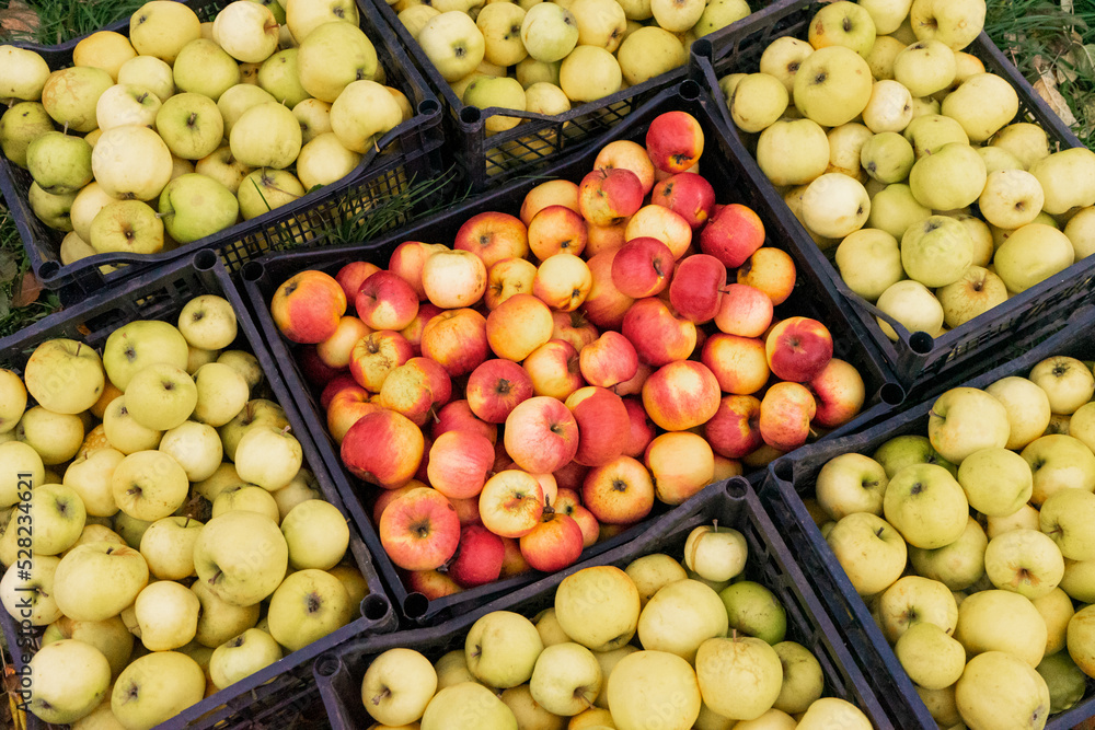 Autumn harvest of juicy ripe red and yellow apples in boxes on the grass. Autumn harvest of juicy ripe red and yellow apples in boxes on the grass.