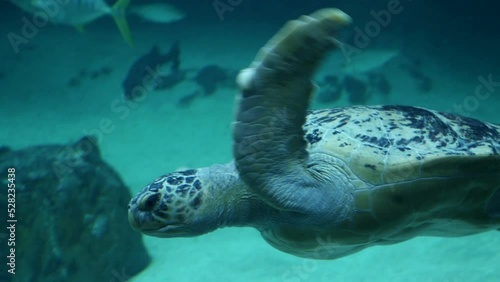 Detalle de una tortuga gigante nadando en un acuario. 