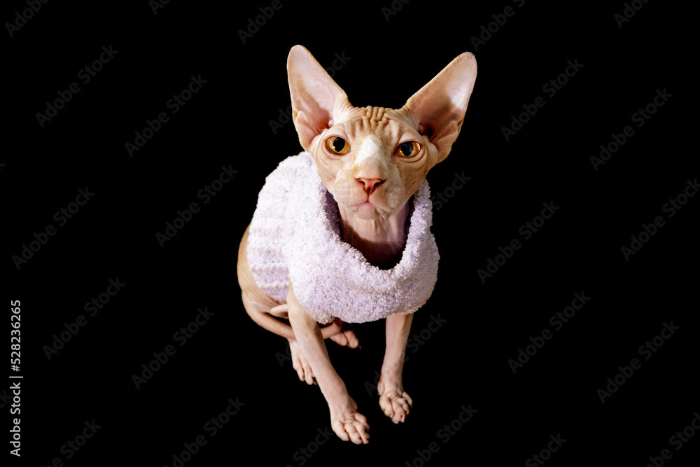 cat breed canadian sphynx in purple sweater isolated on black