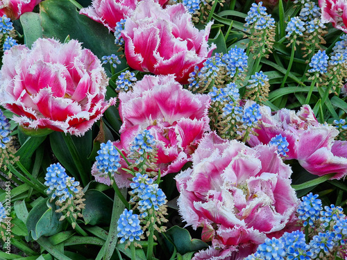 pink and blue flowers