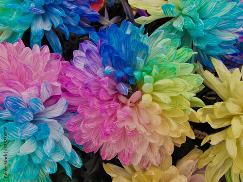 colorful flowers