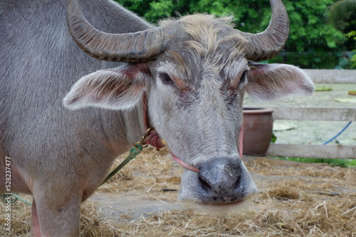 Thai buffaloes are tied to a wooden pole. The ground had straw for eating and sleeping.