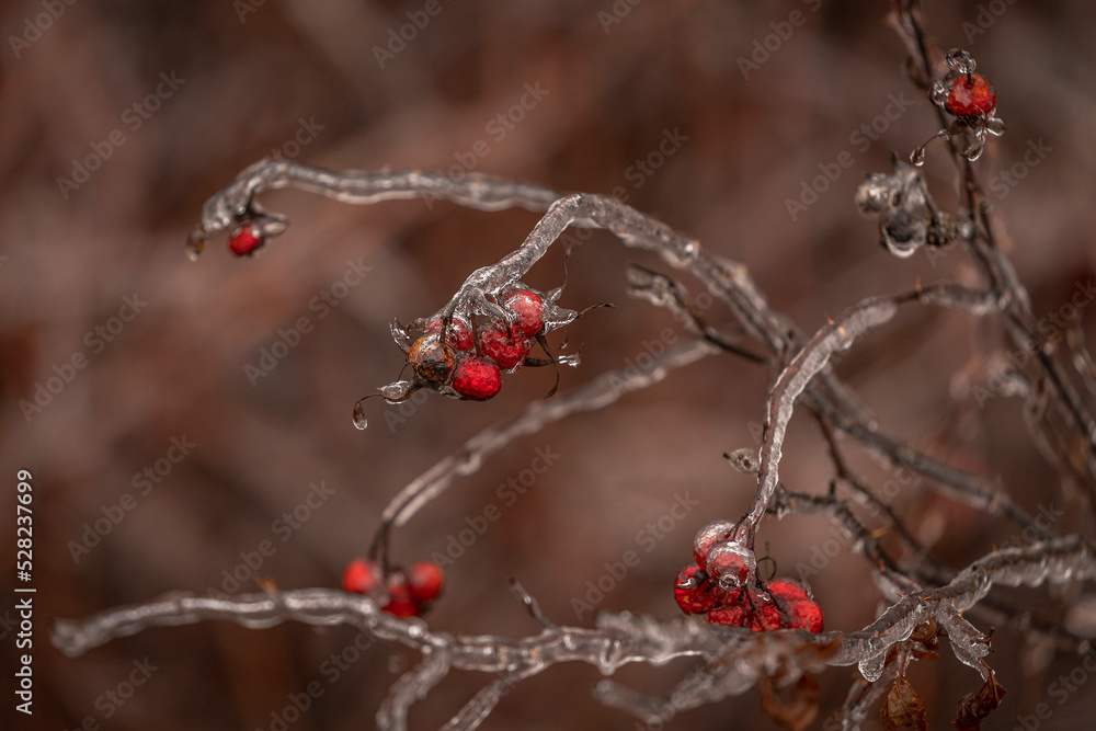 Frozen winter foliage after an ice storm Frozen winter foliage after an ice storm