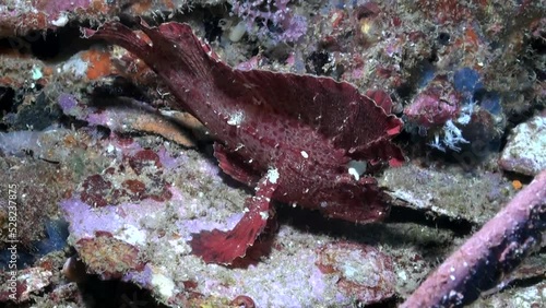  
Red Leafy Scorpionfish (Taenianotus triacanthus) - Close Up - Philippines photo