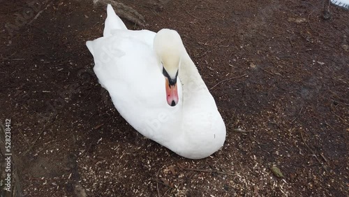 A white swan near the pond. photo