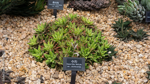 clustered young haworthia limifolia var. ubomboensis photo