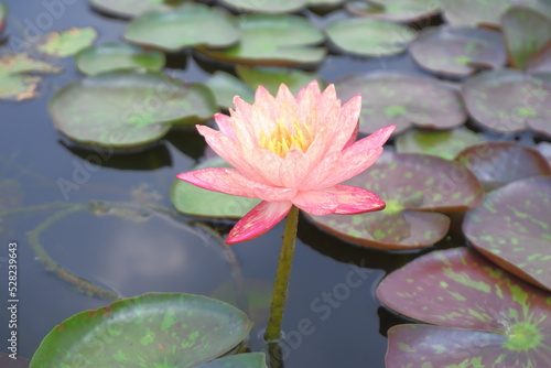 Orange  pink  white lotus flowers in full bloom with green lotus leaves on the water surface.