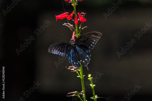 Pipevine Swallowtail (Battus philenor) Feeding on Coral Fountain (Russelia equisetiformis) Blooms photo