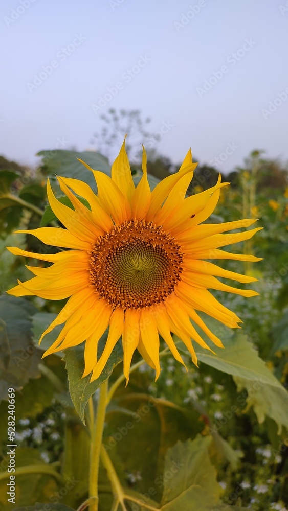 Fototapeta premium sunflower in the field