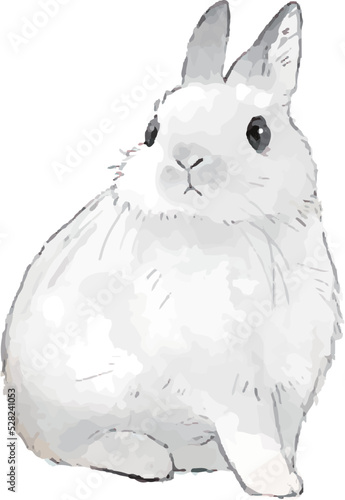白いうさぎ手描き風イラスト