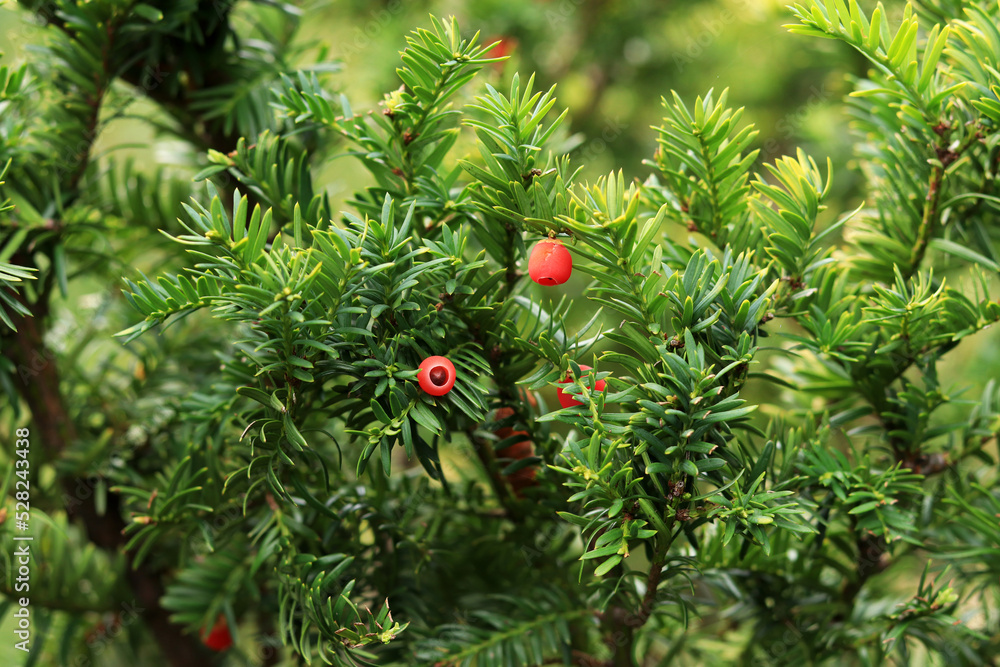 Yew berry, evergreen coniferous plant. Red yew fruits on the branches. Natural background