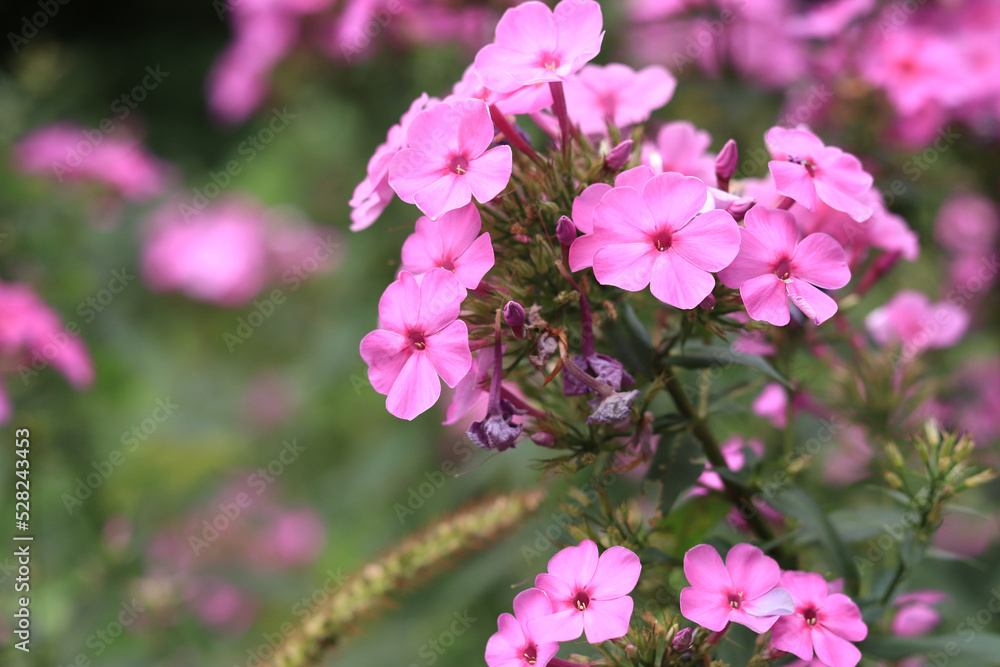 Phlox is a genus of flowering herbaceous plants. Beautiful pink flowers with selective focus. Nature and plants. Blooming background Phlox is a genus of flowering herbaceous plants. Beautiful pink flowers with selective focus. Nature and plants. Blooming background
