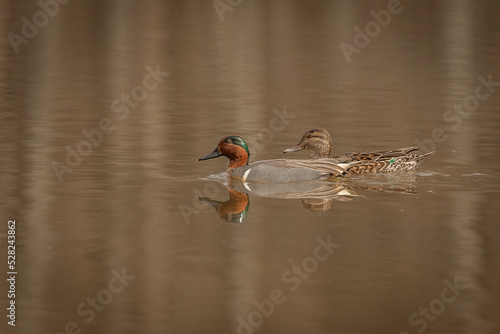 A pair of Green-winged Teals glide across the water photo