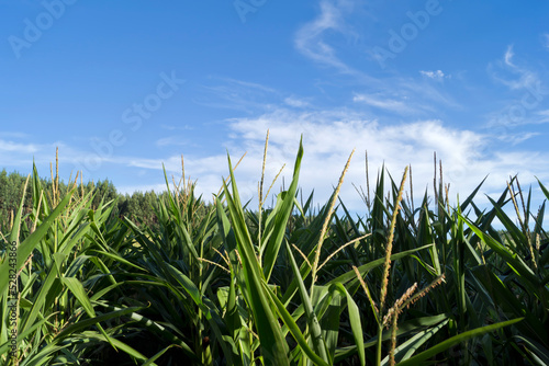 Campos de maíz