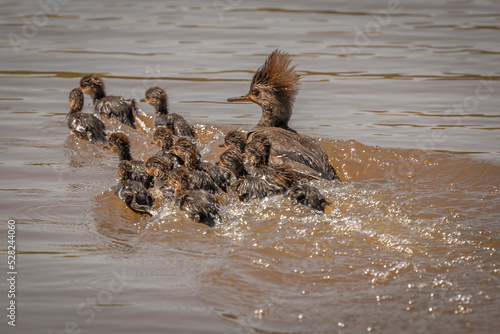 Hooded Merganser family scurries away from a threat