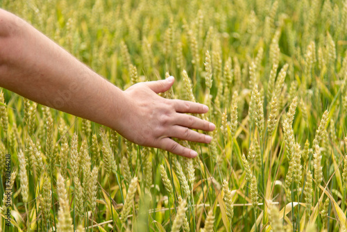 A field of wheat. Background. Nature. Summer harvest.