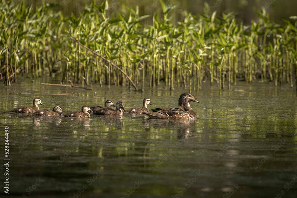 Obraz premium Hooded Merganser family swims through the marsh