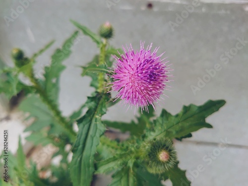 Carduus is a genus of flowering plants in the family Asteraceae  and the tribe Cardueae  one of two genera considered to be true thistles  the other being Cirsium. 1  Plants of the genus are known com