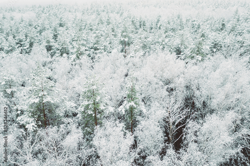 Fototapeta premium Aerial view of snow pine coniferous forest in landscape in winter. Top view from attitude. Drone view of european woods at wintertime. Beautiful winter landscape in bird's-eye view.