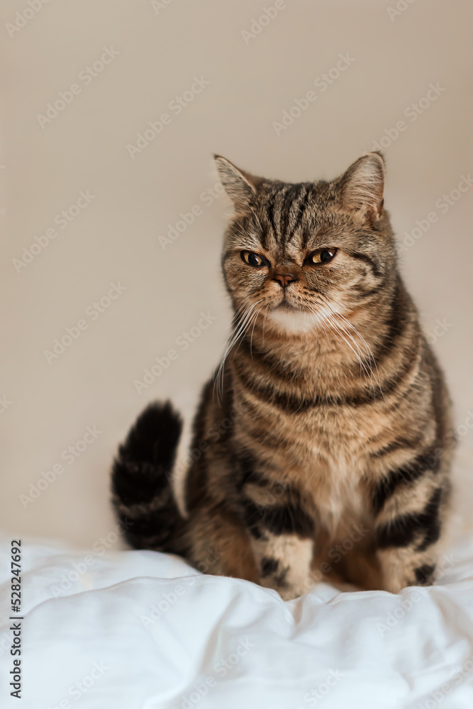 Pet portrait. A beautiful Scottish Straight tortoiseshell cat is sitting on the bed.Copy space.