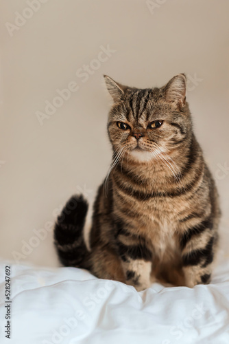 Pet portrait. A beautiful Scottish Straight tortoiseshell cat is sitting on the bed.Copy space.