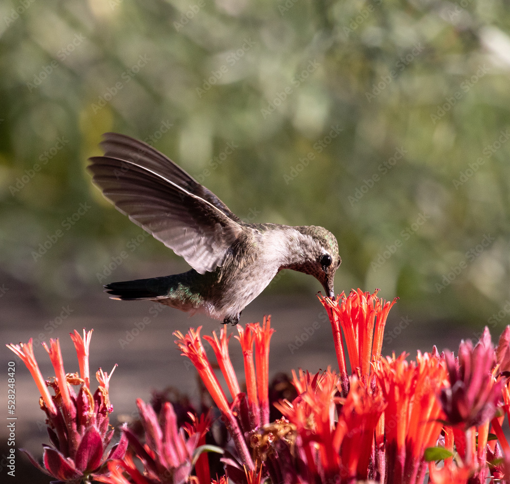 hummingbirds