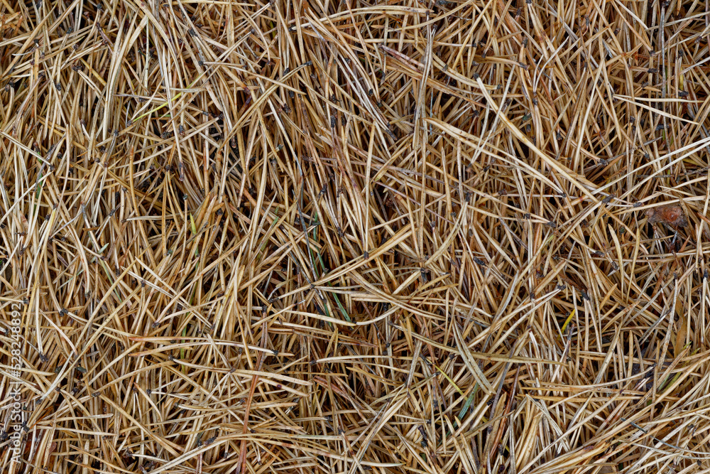 Old pine needles, autumn backdrop Old pine needles, autumn backdrop