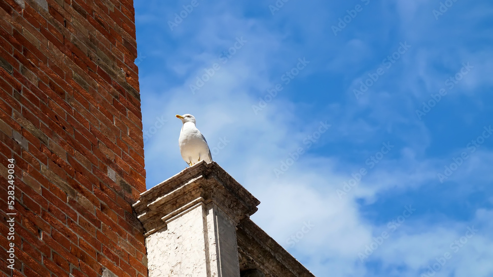 VENICE, ITALY - JULY 7, 2018: close-up view of lonely seagull sits on top of a building against a blue sky. on Piazza San Marco, St Mark's Basilica, on a summer day. High quality photo VENICE, ITALY - JULY 7, 2018: close-up view of lonely seagull sits on top of a building against a blue sky. on Piazza San Marco, St Mark's Basilica, on a summer day. High quality photo