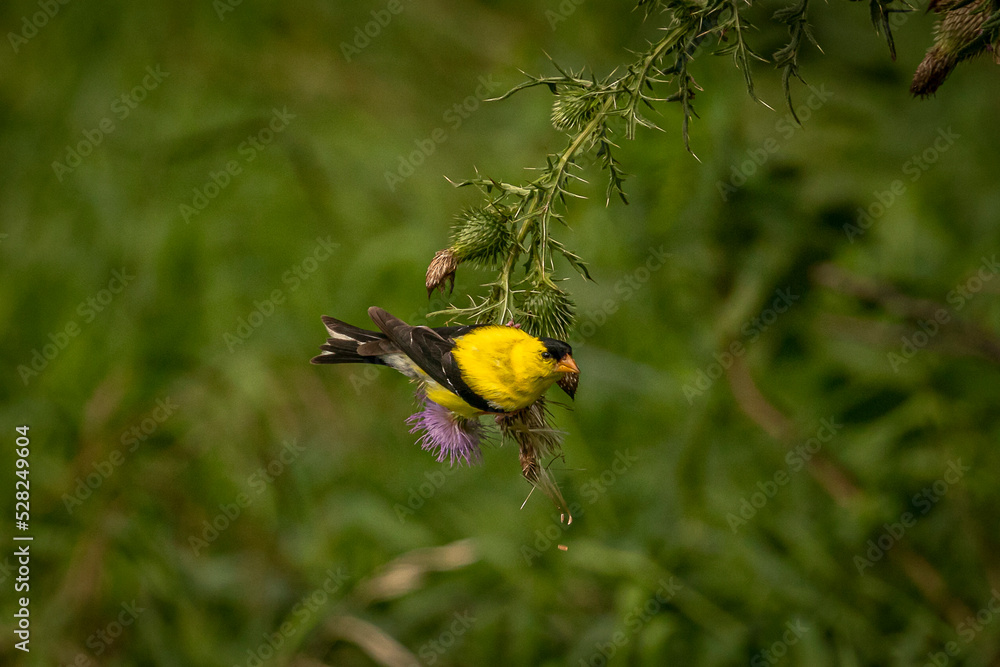 Male Goldfinch collect seed from thistle Male Goldfinch collect seed from thistle