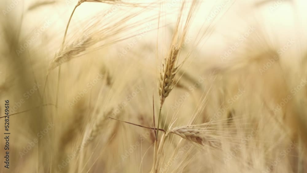 Harvest of Ukrainian wheat in the field. Close-up of ears of wheat. Wheat Field. Harvest and harvesting concept. Golden wheat field isolated. Soft focus, Camera moves forward. Ukraine Harvest of Ukrainian wheat in the field. Close-up of ears of wheat. Wheat Field. Harvest and harvesting concept. Golden wheat field isolated. Soft focus, Camera moves forward. Ukraine