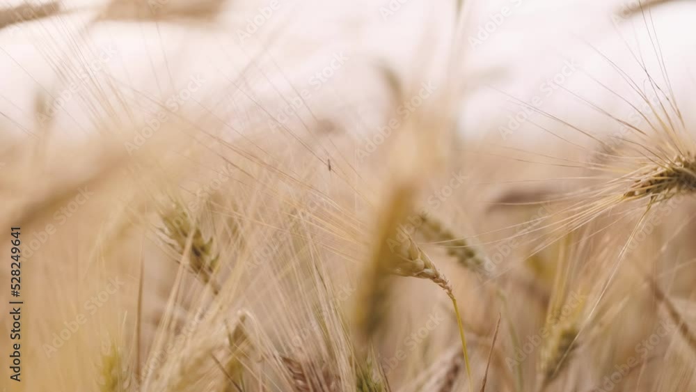 Harvest of Ukrainian wheat in the field. Close-up of ears of wheat. Wheat Field. Harvest and harvesting concept. Golden wheat field isolated. Soft focus, Camera moves forward. Ukraine Harvest of Ukrainian wheat in the field. Close-up of ears of wheat. Wheat Field. Harvest and harvesting concept. Golden wheat field isolated. Soft focus, Camera moves forward. Ukraine