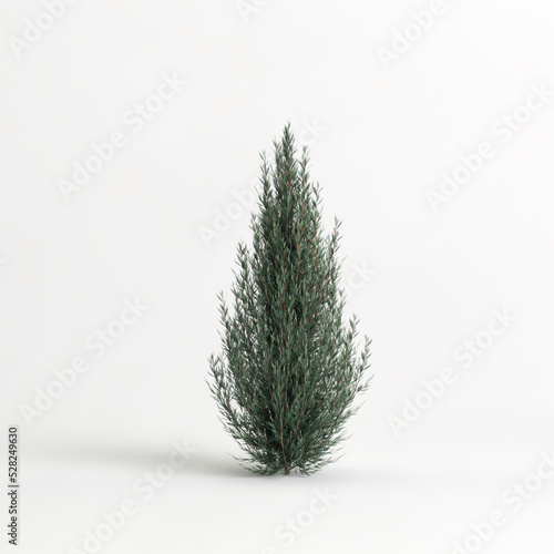 3d illustration of juniperus scopulorum wichita blue tree isolated on white background photo