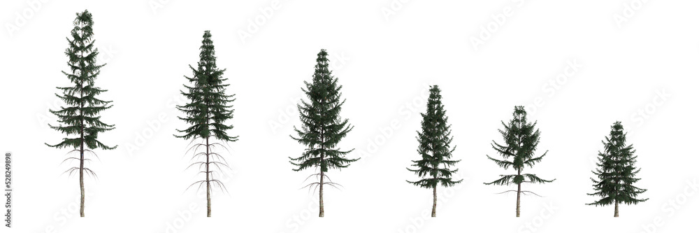 3d illustration of set picea abies tree isolated on white background