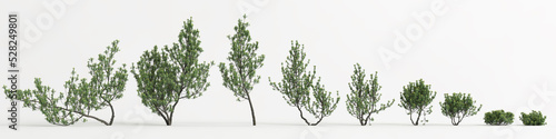 3d illustration of set pinus mugo tree isolated on white background photo