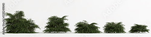 3d illustration of set picea abies nidiformis isolated on white background