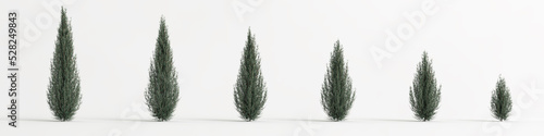 3d illustration of set juniperus scopulorum wichita blue tree isolated on white background photo