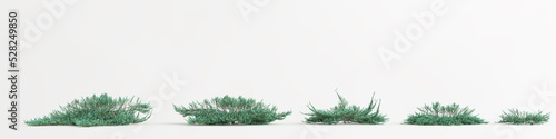 3d illustration of set juniperus horizontalis tree isolated on white background