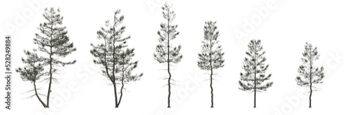 3d illustration of set pinus strobus tree isolated on white background photo