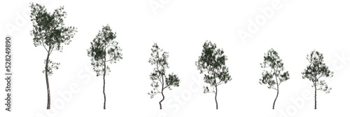 3d illustration of set pinus dalatensis tree isolated on white background