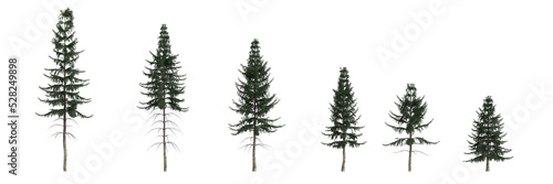 3d illustration of set picea abies tree isolated on white background