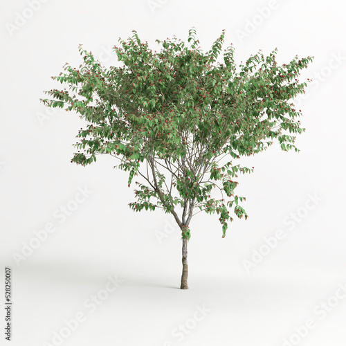3d illustration of eugenia uniflora tree isolated on white background photo
